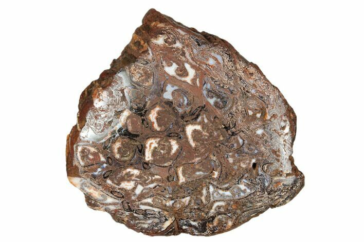 Polished, Permian Petrified Tree Fern (Paleoosmunda) - Australia #185985